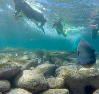 Manly and Shelly Beach Snorkeling Tour - Attractions Brisbane