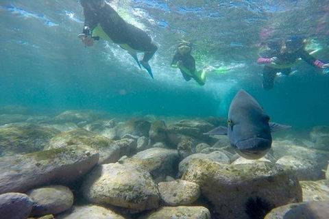Manly And Shelly Beach Snorkeling Tour - Attractions Brisbane 0