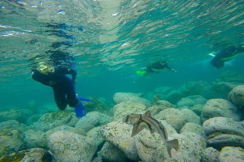 Manly And Shelly Beach Snorkeling Tour - Attractions Brisbane 1