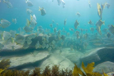 Manly And Shelly Beach Snorkeling Tour - Attractions Brisbane 2