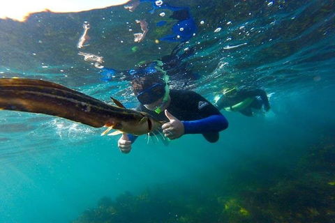 Manly And Shelly Beach Snorkeling Tour - Attractions Brisbane 3