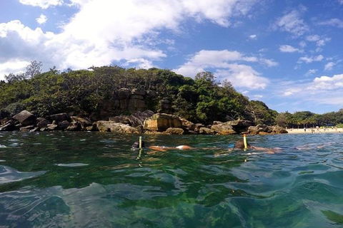 Manly And Shelly Beach Snorkeling Tour - Attractions Brisbane 4
