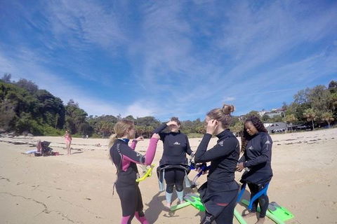 Manly And Shelly Beach Snorkeling Tour - Attractions Brisbane 5