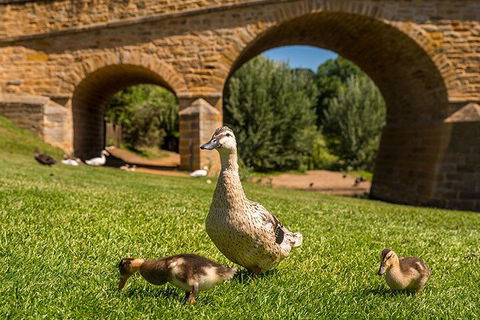 Richmond Historic Afternoon Tour From Hobart - Attractions Brisbane 1