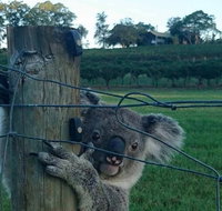 The Secret Vines Experience Port Macquarie - Attractions Brisbane