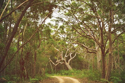 Day Trip To Cronulla & The Royal National Park - Attractions Brisbane 5