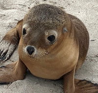 Kangaroo Island Scenic Trail Tour - Attractions Brisbane