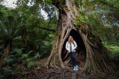Great Ocean Road Small-Group Ecotour From Melbourne - Attractions Brisbane 4
