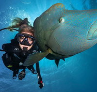 Great Barrier Reef Snorkeling and Diving Cruise from Cairns - Attractions Brisbane