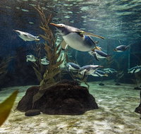 SEA LIFE Sydney Aquarium Entrance Ticket - Attractions Brisbane