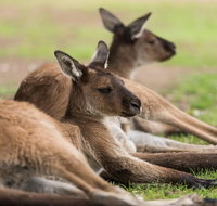 Private Ballarat and Sovereign Hill Tour from Melbourne - Attractions Brisbane