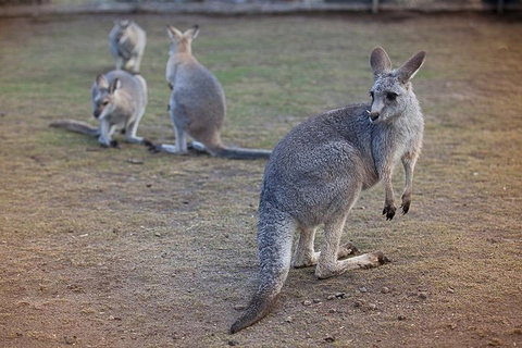 Private Tour: Blue Mountains Day Trip From Sydney - Attractions Brisbane 2