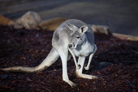 Private Tour: Blue Mountains Day Trip From Sydney - Attractions Brisbane 3