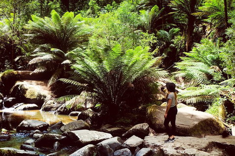 Small Group - Yarra Valley & Dandenong Ranges Hike From Melbourne - Attractions Brisbane 4
