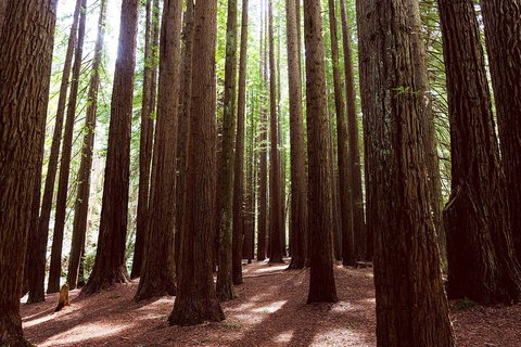 Small Group - Yarra Valley & Dandenong Ranges Hike From Melbourne - Attractions Brisbane 5