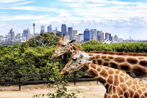 Go City | Sydney Explorer Pass With 20+ Attractions And Tours - Attractions Brisbane 2