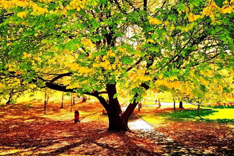 Hobart Half-Day Sightseeing Coach Tram Tour - Attractions Brisbane 3