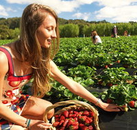 Mornington Peninsula Day Trip from Melbourne - Attractions Brisbane