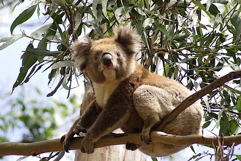 Melbourne Combo: Great Ocean Road, Puffing Billy, Moonlit Sanctuary & Penguins - Attractions Brisbane 3