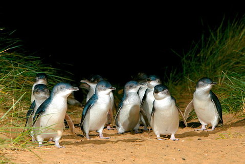 Melbourne Combo: Great Ocean Road, Puffing Billy, Moonlit Sanctuary & Penguins - Attractions Brisbane 4