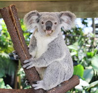 Cairns ZOOM and Wildlife Dome - Attractions Brisbane