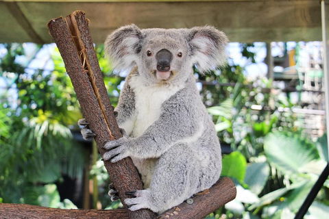Cairns ZOOM And Wildlife Dome - Attractions Brisbane 0