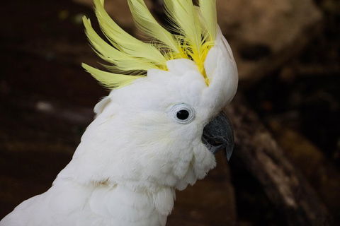 Cairns ZOOM And Wildlife Dome - Attractions Brisbane 2