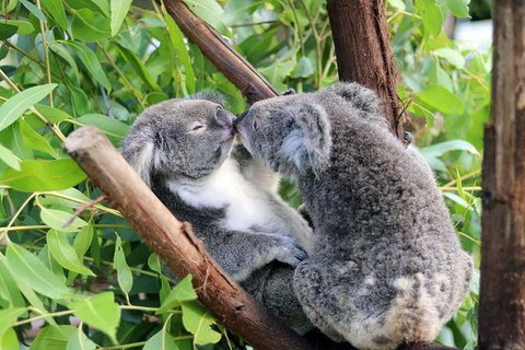 Classic Kuranda By Skyrail And Scenic Railway Including Rainforestation, Koala And Wildlife Park And Pamagirri Aboriginal Experi - Attractions Brisbane 3