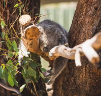 Melbourne City Tour and Phillip Island in One Day - Attractions Brisbane