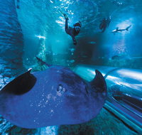 Snorkel with Sharks at AQWA - Attractions Brisbane