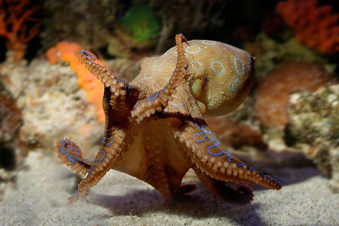 Glass Bottom Boat & Entry At AQWA - Attractions Brisbane 0
