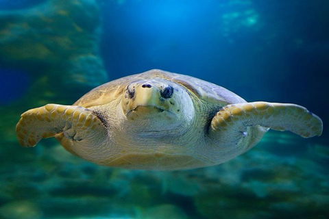Glass Bottom Boat & Entry At AQWA - Attractions Brisbane 1