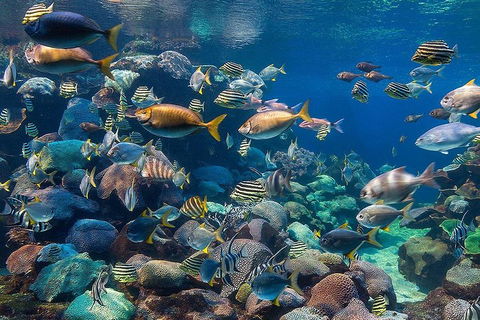 Glass Bottom Boat & Entry At AQWA - Attractions Brisbane 3