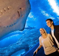 Dive with Sharks at AQWA - Attractions Brisbane