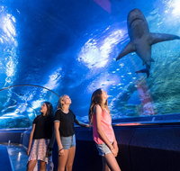 Lunch and General Admission Entry at AQWA - Attractions Brisbane