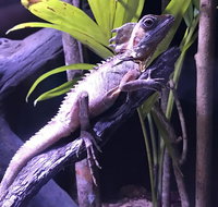 Cairns Aquarium Admission Ticket - Attractions Brisbane