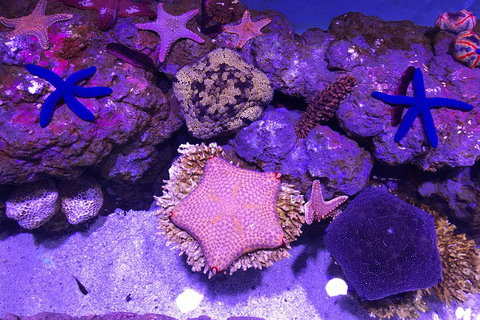Cairns Aquarium Admission Ticket - Attractions Brisbane 5