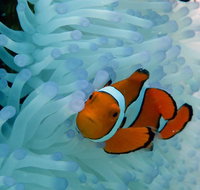 Seastar Luxury Outer Great Barrier Reef Island and Reef Tour from Cairns - Attractions Brisbane