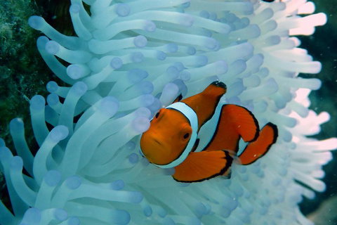 Seastar Luxury Outer Great Barrier Reef Island And Reef Tour From Cairns - Attractions Brisbane 0