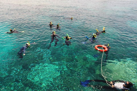 Seastar Luxury Outer Great Barrier Reef Island And Reef Tour From Cairns - Attractions Brisbane 2