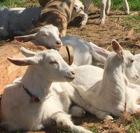 Mornington Peninsula Winery Tours with Cheese Chocolate Tastings from Melbourne - Attractions Brisbane