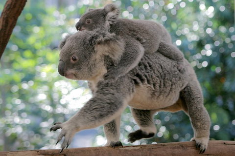 Lone Pine Koala Sanctuary Admission With Brisbane River Cruise - Attractions Brisbane 0