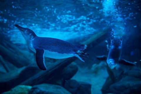 SEA LIFE Sunshine Coast Aquarium Entrance Ticket - Attractions Brisbane 1