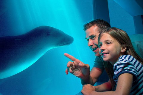 SEA LIFE Sunshine Coast Aquarium Entrance Ticket - Attractions Brisbane 2