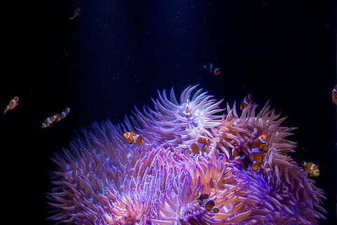 SEA LIFE Sunshine Coast Aquarium Entrance Ticket - Attractions Brisbane 4