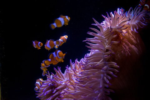 SEA LIFE Sunshine Coast Aquarium Entrance Ticket - Attractions Brisbane 5
