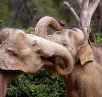 Melbourne Zoo General Entry Ticket - Attractions Brisbane