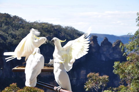 Private Blue Mountains Tour - Attractions Brisbane 1
