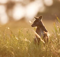 Sunset Blue Mountains Wilderness  Wildlife Tour without the crowds - Attractions Brisbane