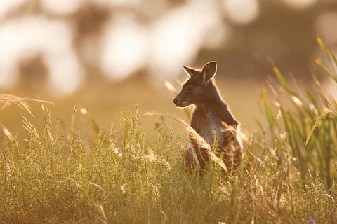 Sunset Blue Mountains Wilderness & Wildlife Tour Without The Crowds - Attractions Brisbane 0